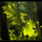 Abendlicht im Wald