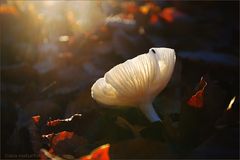 Abendlicht im Wald