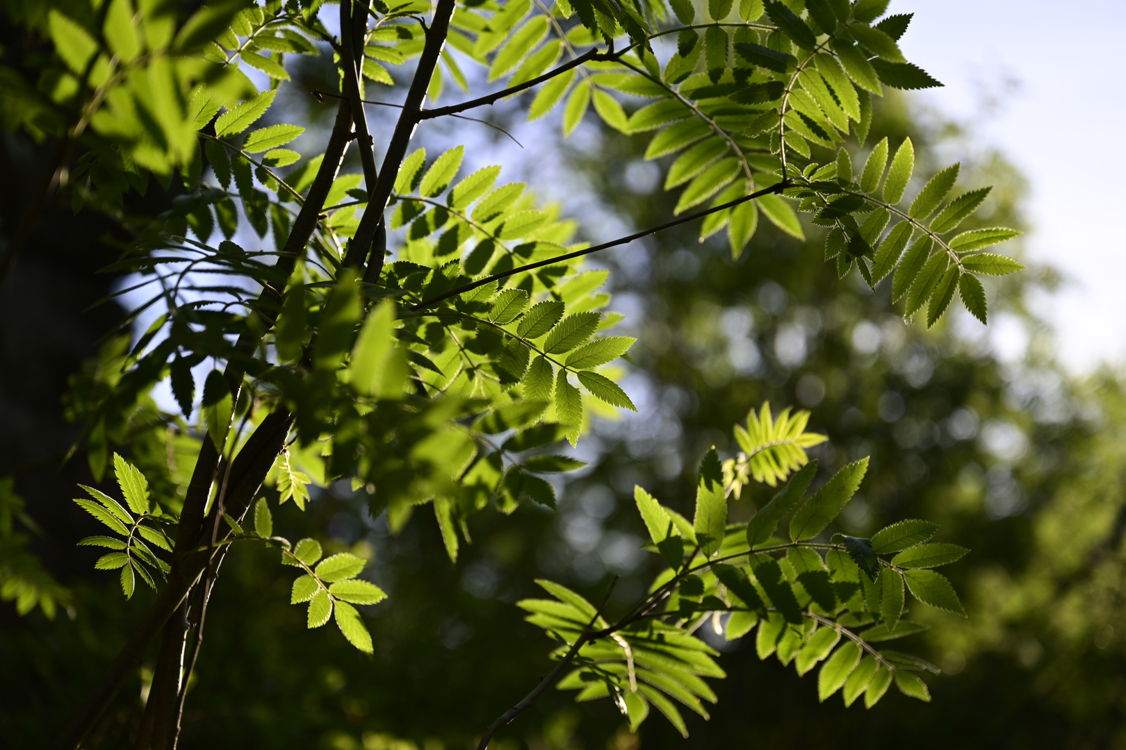 Abendlicht im Wald