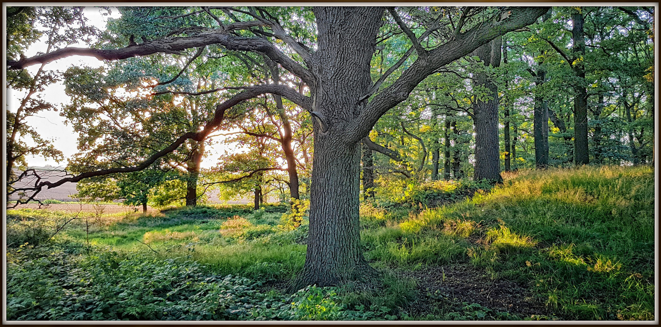 Abendlicht im Wald