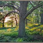 Abendlicht im Wald