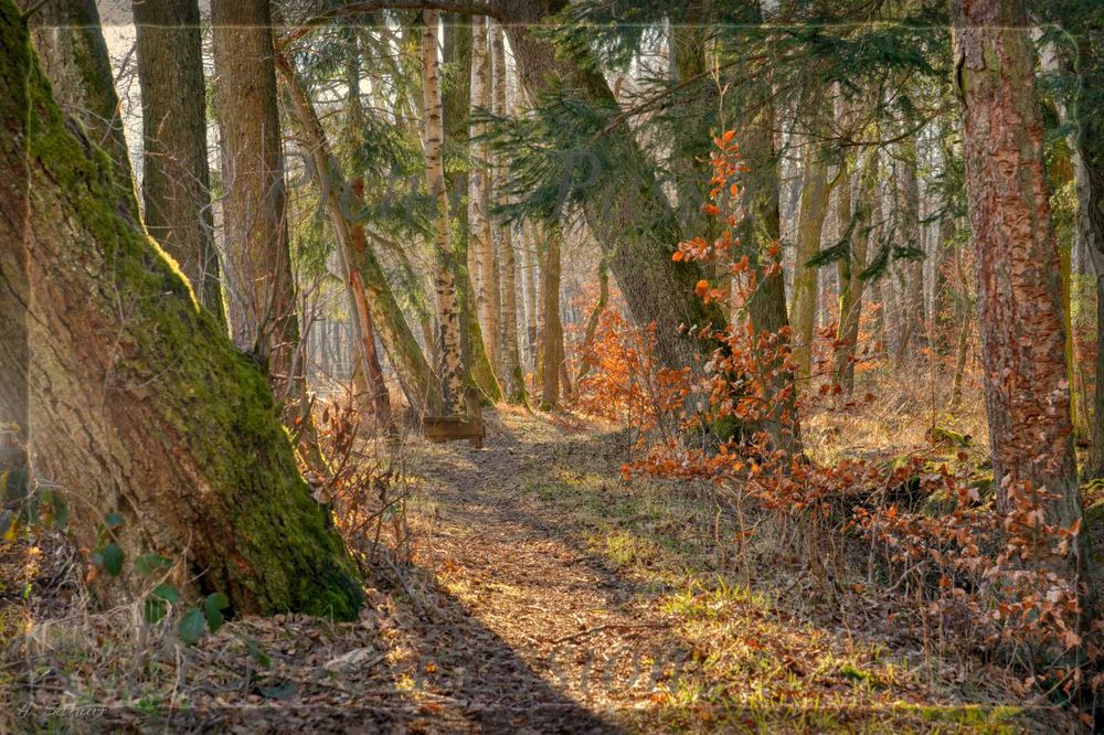 Abendlicht im Wald