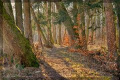 Abendlicht im Wald