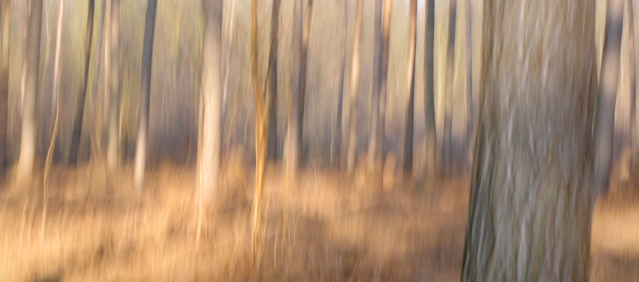 Abendlicht im Wald