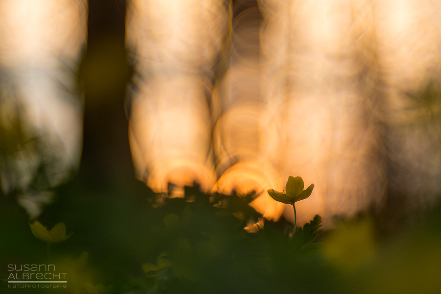 Abendlicht im Windröschen-Wald