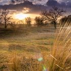 Abendlicht in den Boberger Dünen, Hamburg 