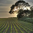 AbendLicht in der Haute-Normandie