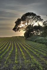 AbendLicht in der Haute-Normandie