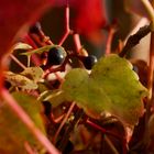 Abendlicht in der Hecke