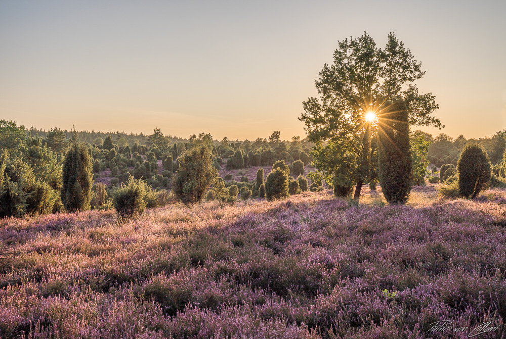 Abendlicht in der Heide