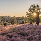 Abendlicht in der Heide