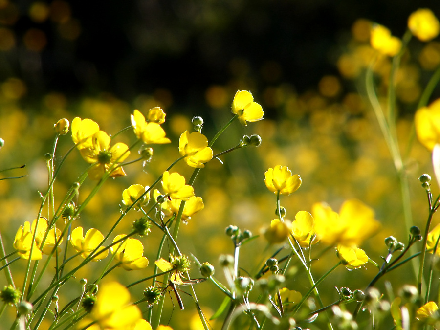 Abendlicht in meiner Wiese.. ;-))