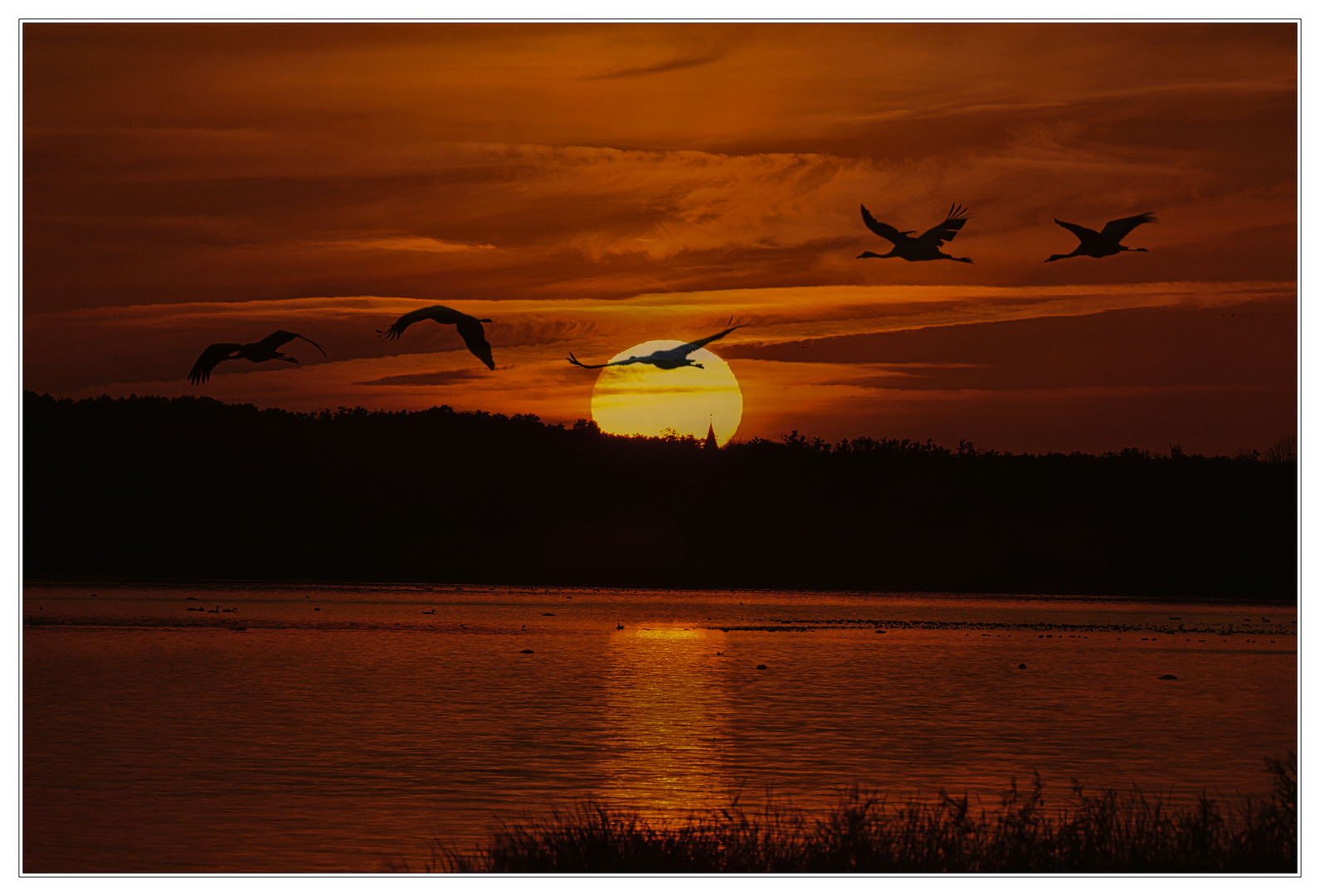 Abendlicht mit Kranichflug