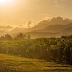 Abendlicht mit Weinreben und Pferd