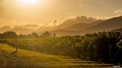 Abendlicht mit Weinreben und Pferd