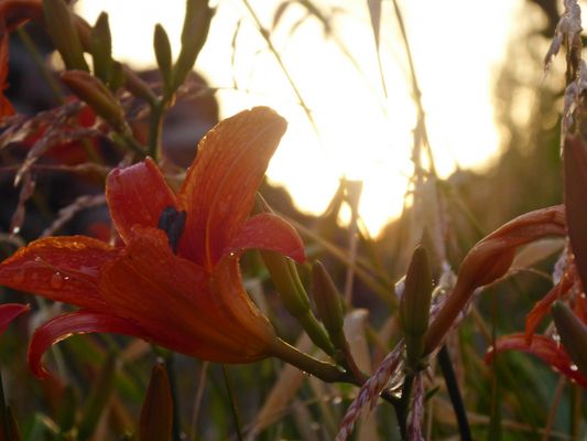 Abendlicht nach dem Regen
