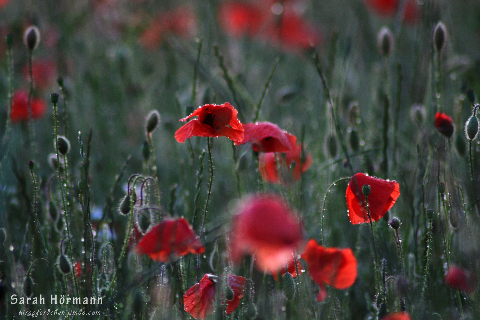 Abendlicht, Regentropfen & Mohn