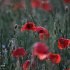 Abendlicht, Regentropfen & Mohn