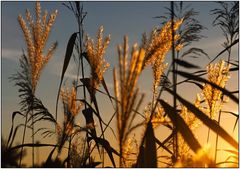 Abendlicht (Scan vom Dia)