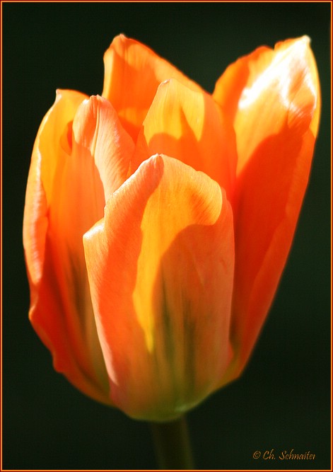 Abendlicht-Tulpe