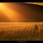 Abendlicht über dem Feld