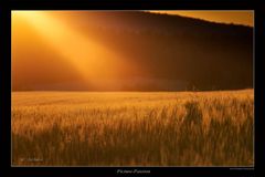 Abendlicht über dem Feld