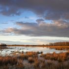 Abendlicht über dem Moor