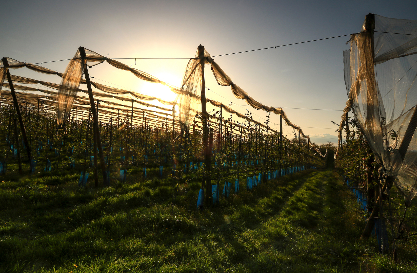 Abendlicht über der Obstplantage