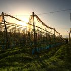 Abendlicht über der Obstplantage