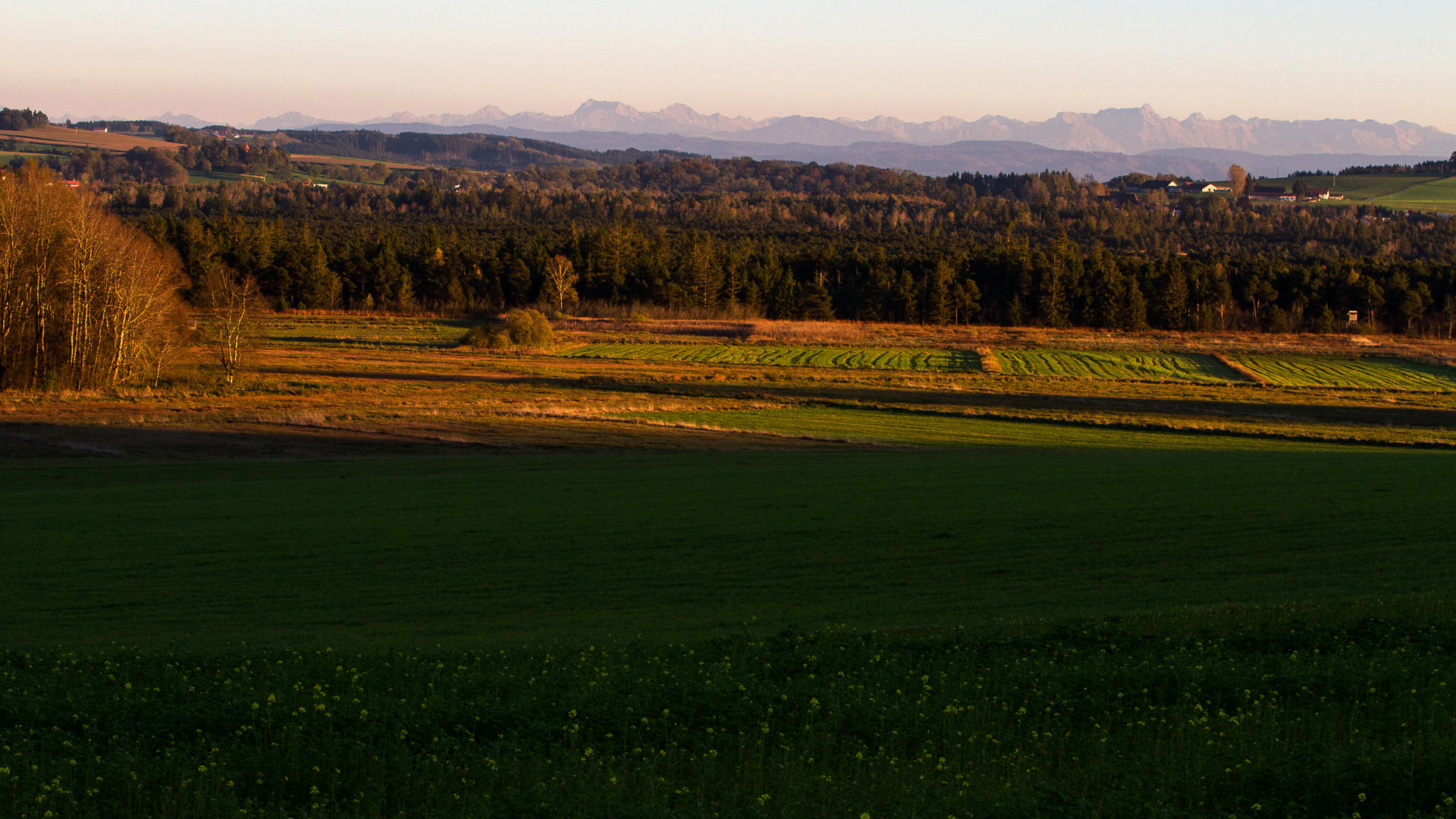 Abendlicht überm Ried