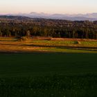 Abendlicht überm Ried