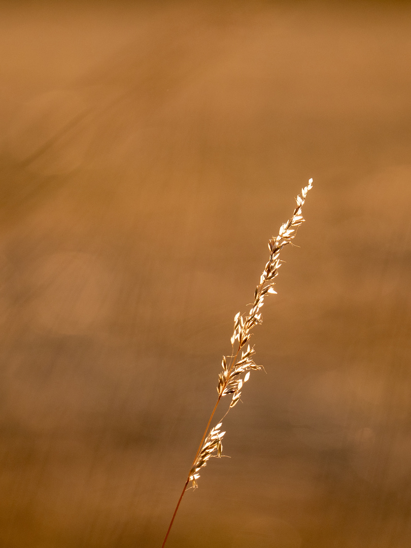 Abendlicht verzaubert Grasähre