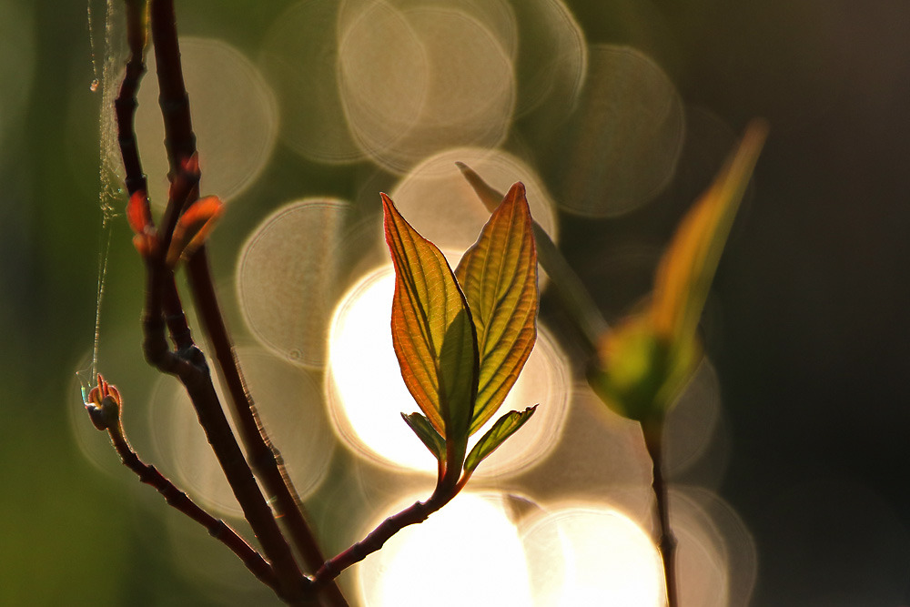 Abendlicht wie ein Gedicht