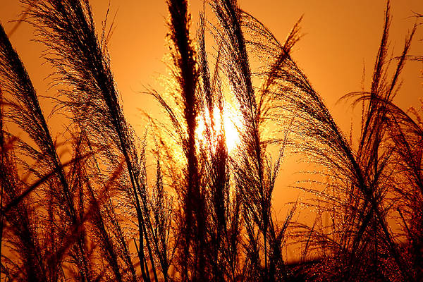 Abendlicht zwischen Gräsern