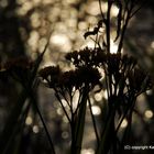 Abendlichter an der Wutach