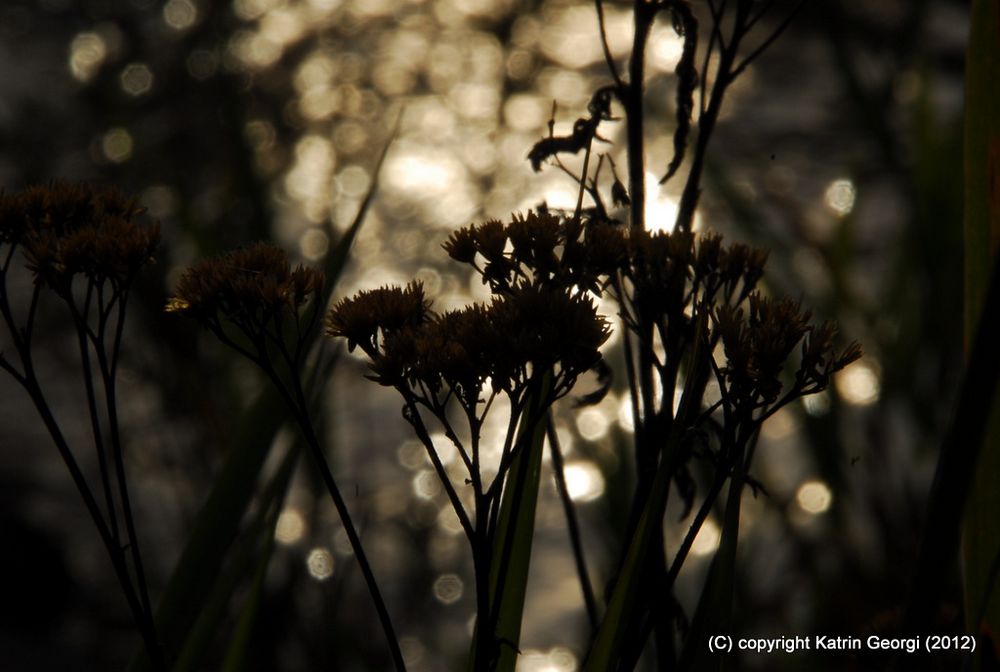 Abendlichter an der Wutach