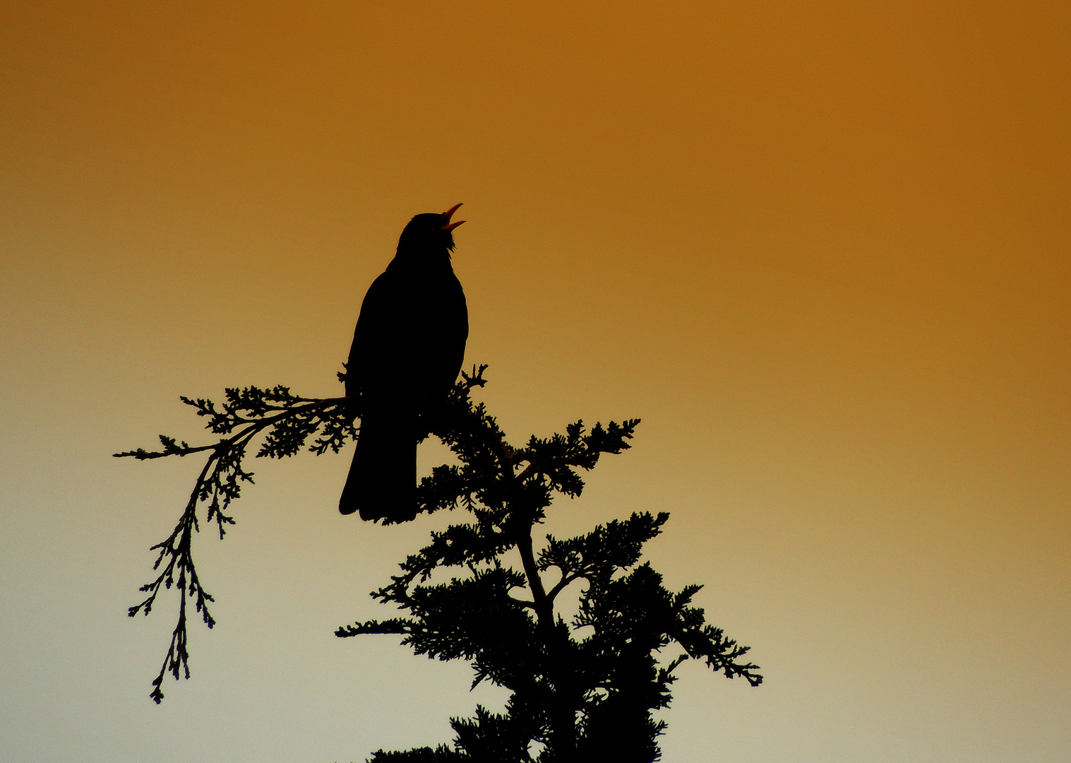 Abendlied der Amsel