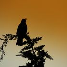 Abendlied der Amsel