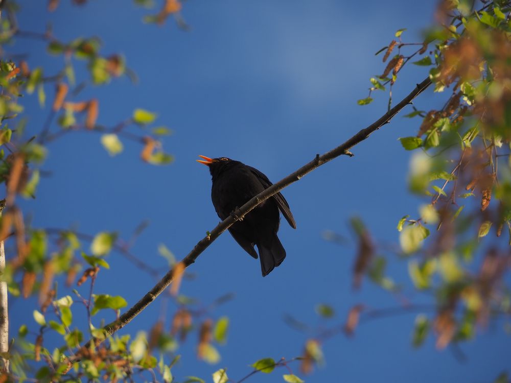 Abendlied einer Amsel