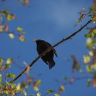 Abendlied einer Amsel