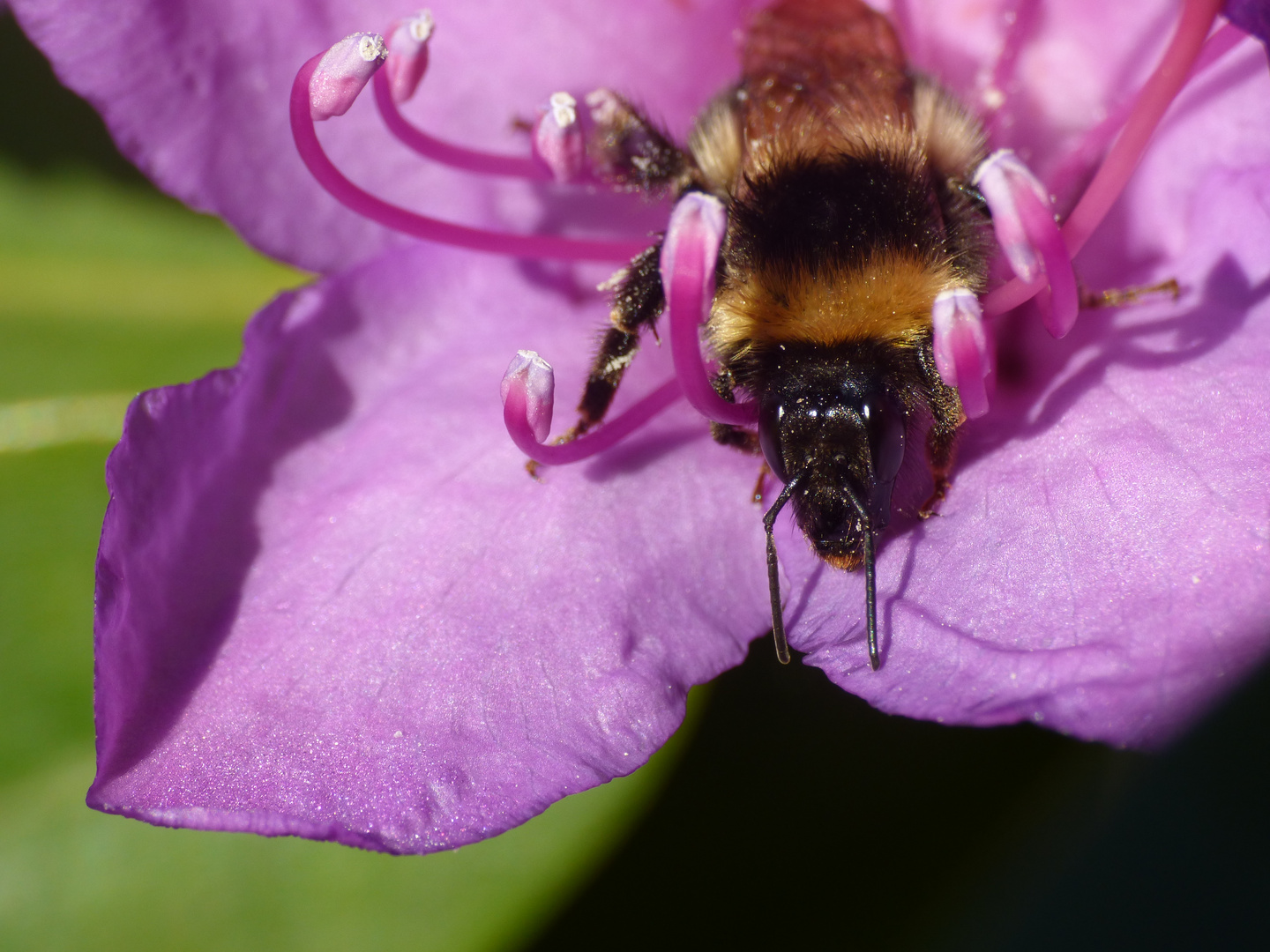 Abendmahl der Hummel