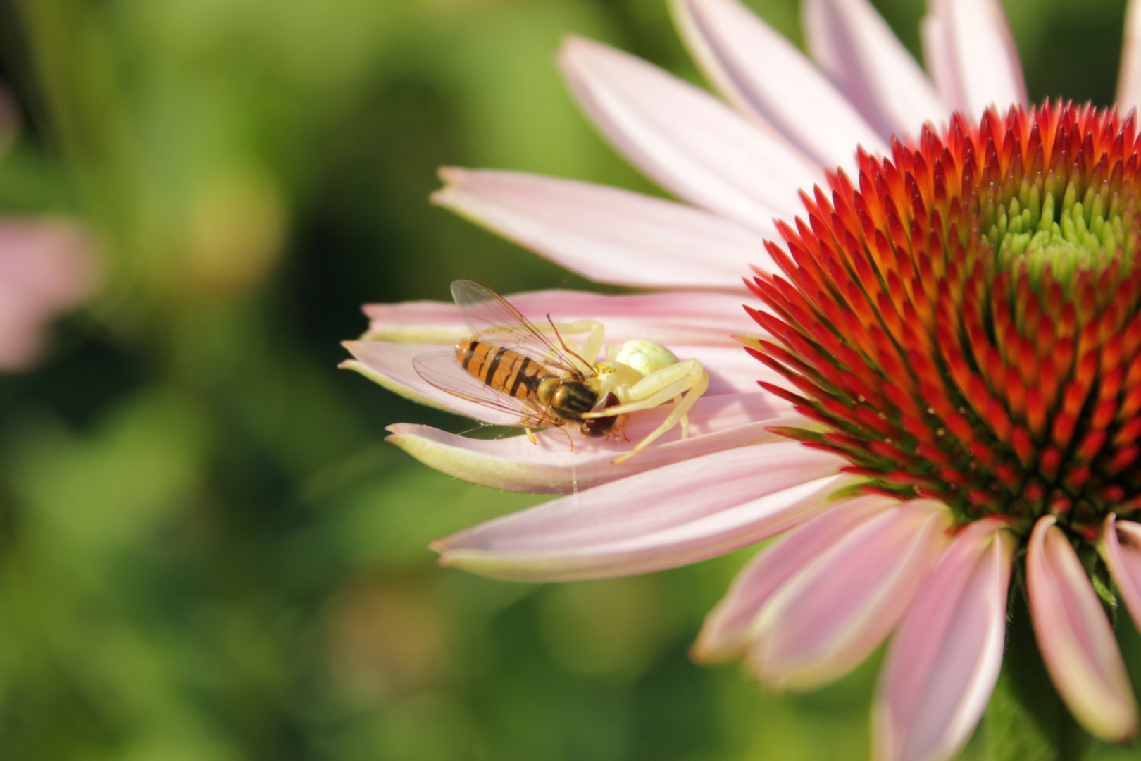 Abendmahl der Spinne auf dem Sonnenhut