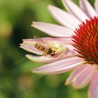 Abendmahl der Spinne auf dem Sonnenhut