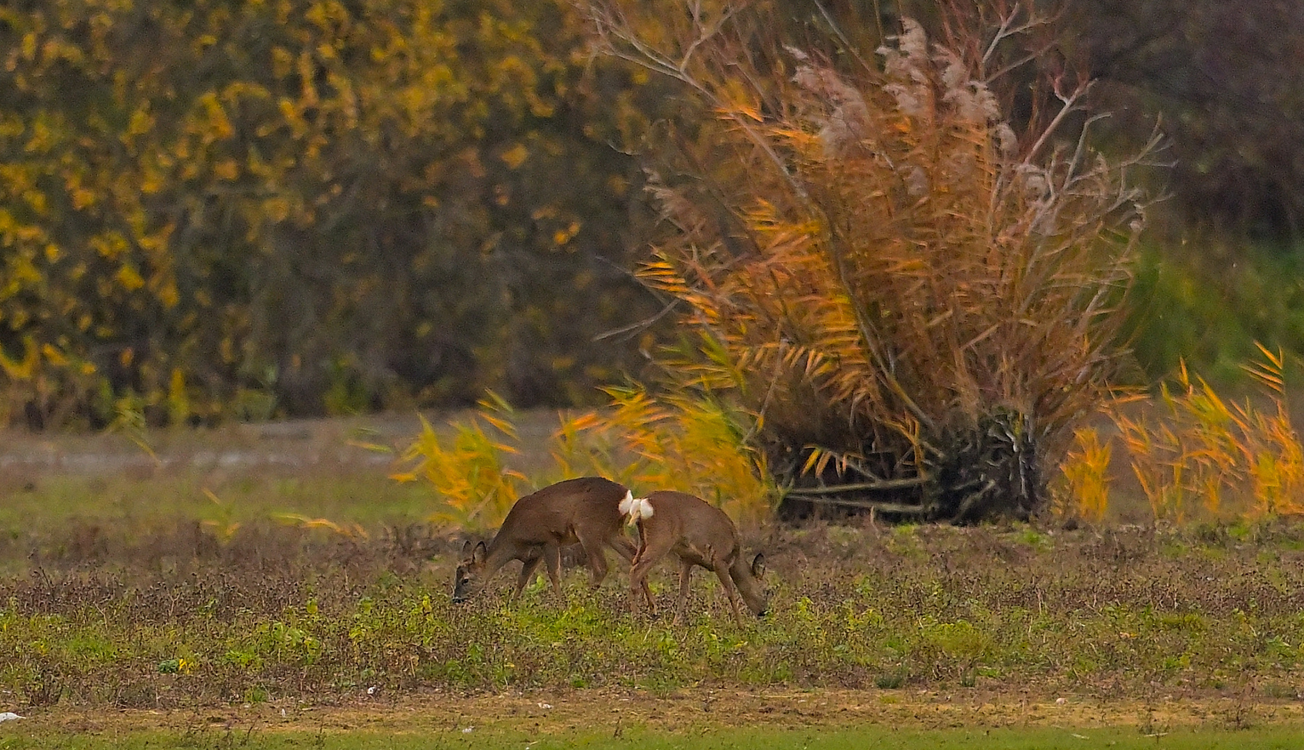 Abendmahl in der farbigen Natur des Herbst