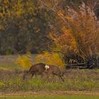 Abendmahl in der farbigen Natur des Herbst