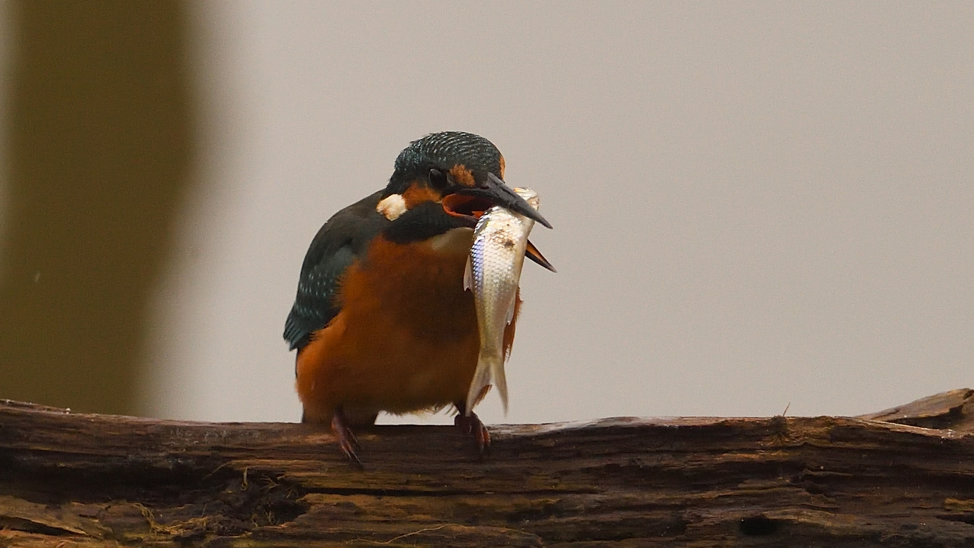 "Abendmahlzeit"!