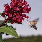 Abendmahlzeit eines Taubenschwänzchens