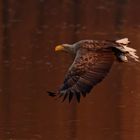 Abendmahlzeit... Seeadler mit Beute zum Sonnenuntergang.