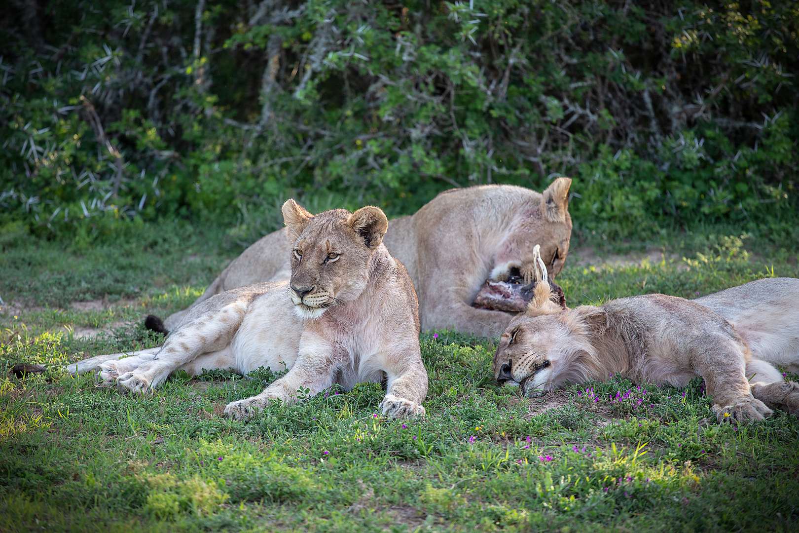 Abendmahlzeit - Shamwari Game Reserve, South Africa