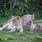 Abendmahlzeit - Shamwari Game Reserve, South Africa